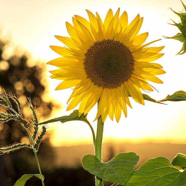 sunflower-1127174_1280.jpg